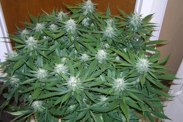 Krn 2at